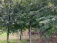 Winterlinde (4x) - afbeelding 4 van  5