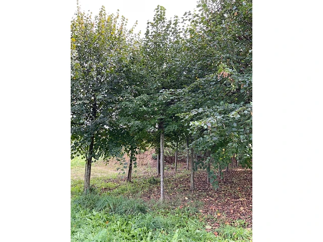 Winterlinde (4x) - afbeelding 5 van  5