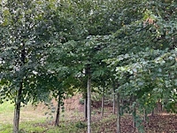 Winterlinde (4x) - afbeelding 5 van  5