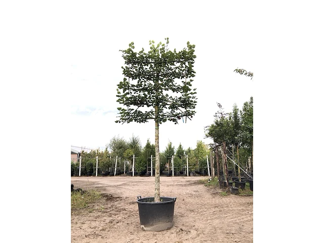 Winterlinde tilia cordata, leiboom, ca. 200 cm stamhoogte - afbeelding 1 van  1