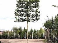 Winterlinde tilia cordata, leiboom, ca. 200 cm stamhoogte - afbeelding 1 van  1