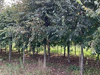 Winterlinde - afbeelding 5 van  7