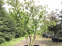 Winterzoet chimonanthus preacox, meerstammig, zachtgele bloei, ca. 350 cm hoog - afbeelding 1 van  2