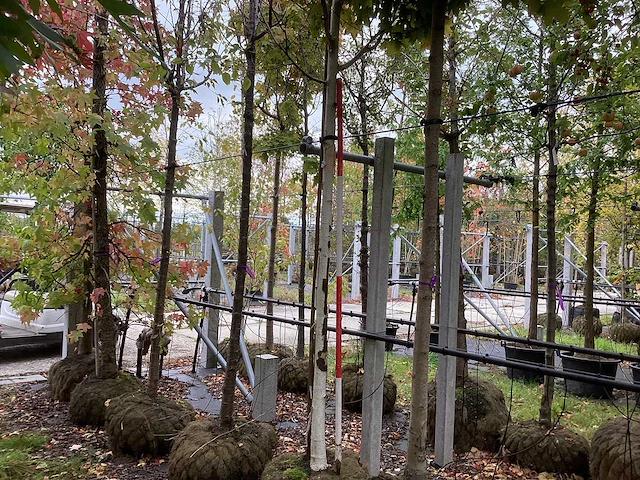 Witte berk - parkboom - afbeelding 1 van  3