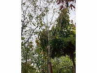 Witte berk - parkboom - afbeelding 2 van  3