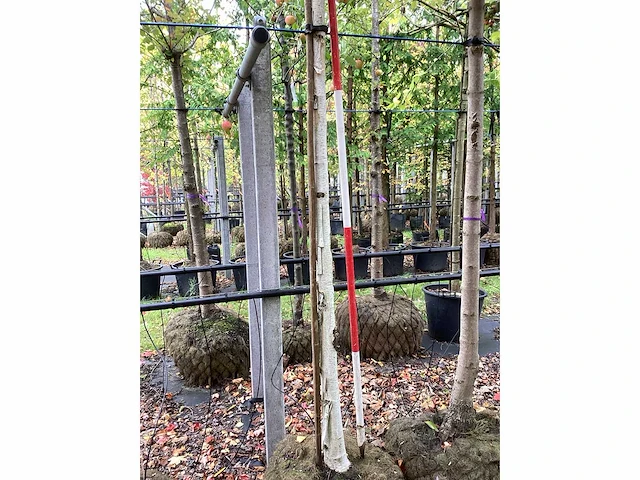 Witte berk - parkboom - afbeelding 3 van  3