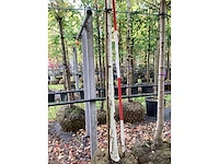 Witte berk - parkboom - afbeelding 3 van  3