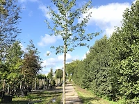 Witte els alnus incana, ca. 4 m hoog - afbeelding 1 van  1