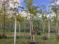 Witte moerbei - dakboom (2x) - afbeelding 1 van  3