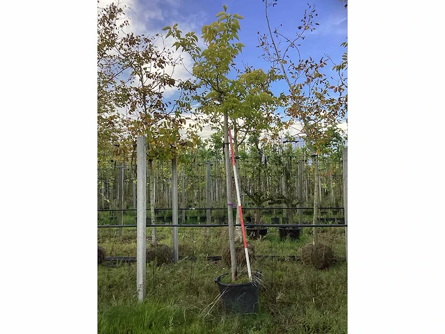 Witte moerbei - dakboom (2x) - afbeelding 2 van  3