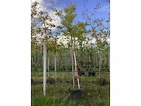 Witte moerbei - dakboom (2x) - afbeelding 2 van  3