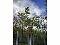 Witte moerbei - dakboom (2x) - afbeelding 3 van  3