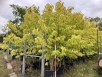 Witter moerbei - sierboom - afbeelding 1 van  3
