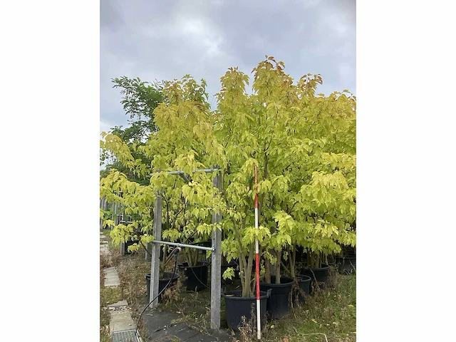 Witter moerbei - sierboom - afbeelding 2 van  3