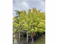 Witter moerbei - sierboom - afbeelding 2 van  3
