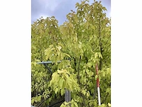 Witter moerbei - sierboom - afbeelding 3 van  3