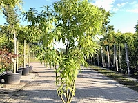 Woestijnwilg chitalpa 'summer bells', meerstammig, lichtroze bloei, ca. 250 cm hoog - afbeelding 1 van  2