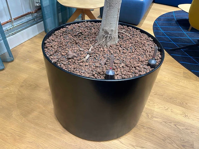 Xl boom in verrijdbare pot 380cm - afbeelding 2 van  5