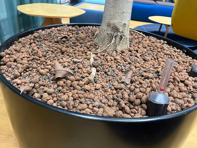 Xl boom in verrijdbare pot 380cm - afbeelding 3 van  5