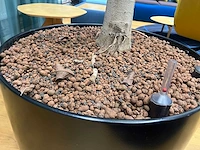Xl boom in verrijdbare pot 380cm - afbeelding 3 van  5