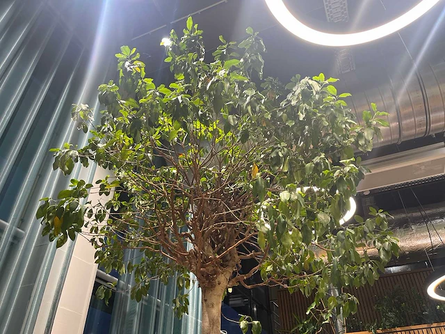 Xl boom in verrijdbare pot 380cm - afbeelding 4 van  5