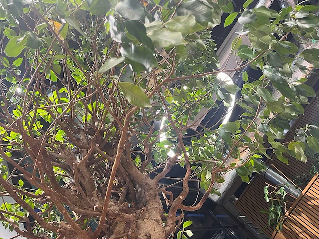 Xl boom in verrijdbare pot 380cm - afbeelding 5 van  5