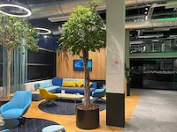 Xl boom in verrijdbare pot 380cm