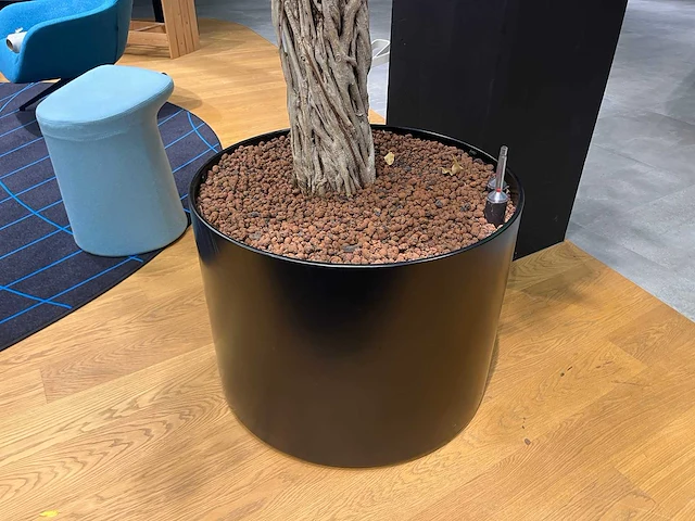 Xl boom in verrijdbare pot 380cm - afbeelding 3 van  9