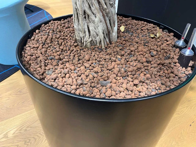 Xl boom in verrijdbare pot 380cm - afbeelding 4 van  9