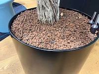 Xl boom in verrijdbare pot 380cm - afbeelding 4 van  9