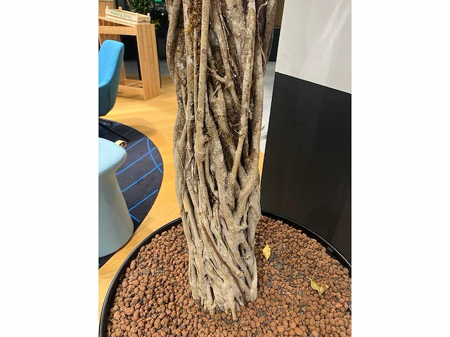 Xl boom in verrijdbare pot 380cm - afbeelding 5 van  9