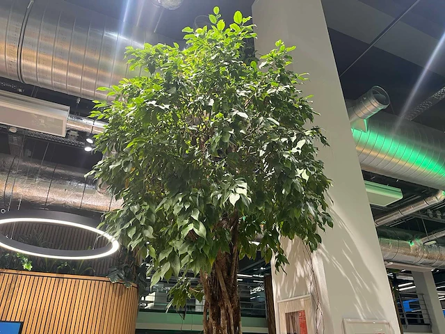 Xl boom in verrijdbare pot 380cm - afbeelding 7 van  9