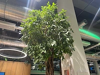 Xl boom in verrijdbare pot 380cm - afbeelding 7 van  9