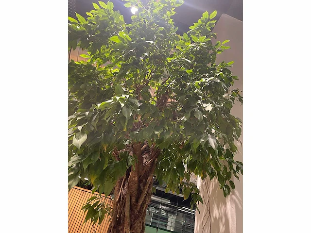 Xl boom in verrijdbare pot 380cm - afbeelding 8 van  9