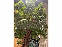 Xl boom in verrijdbare pot 380cm - afbeelding 8 van  9