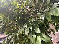 Xl boom in verrijdbare pot 380cm - afbeelding 9 van  9