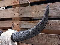 Xxl hand gegraveerde buffalo schedel, 2024 - afbeelding 4 van  9