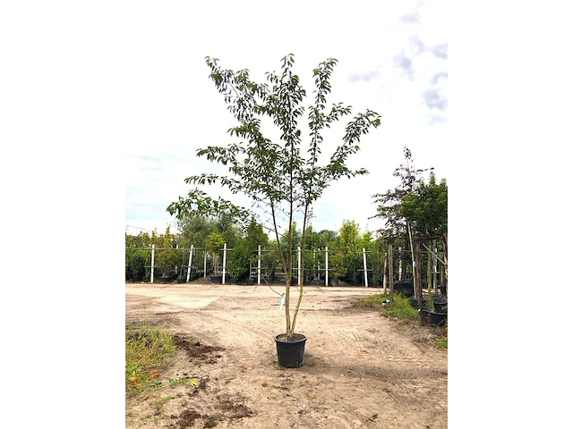 Yoshinokers prunus yedoensis, meerstammig, witte bloesem, ca. 350 cm hoog - afbeelding 1 van  2