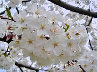 Yoshinokers prunus yedoensis, meerstammig, witte bloesem, ca. 350 cm hoog - afbeelding 2 van  2