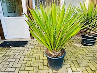 Yucca faxioniana 140cm