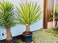 Yucca filifera 190cm