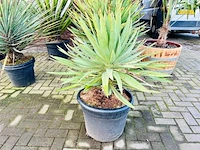 Yucca gloriosa - afbeelding 1 van  1