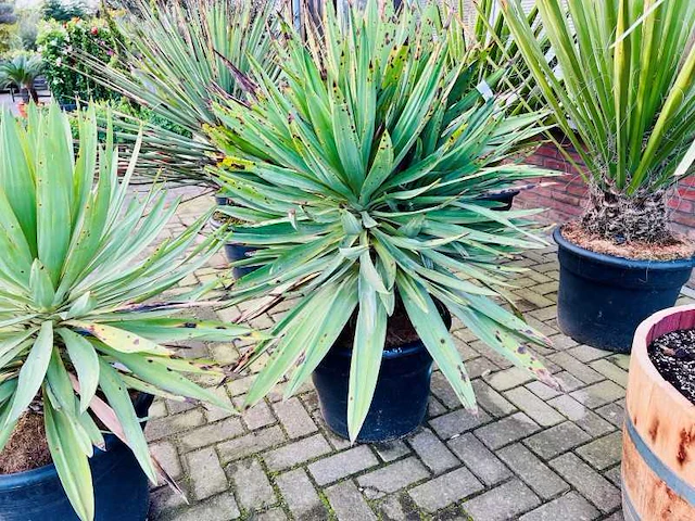 Yucca gloriosa - afbeelding 1 van  1