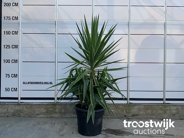 Yucca puck - afbeelding 1 van  5