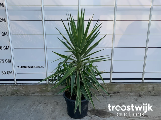 Yucca puck - afbeelding 2 van  5