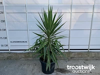 Yucca puck - afbeelding 2 van  5
