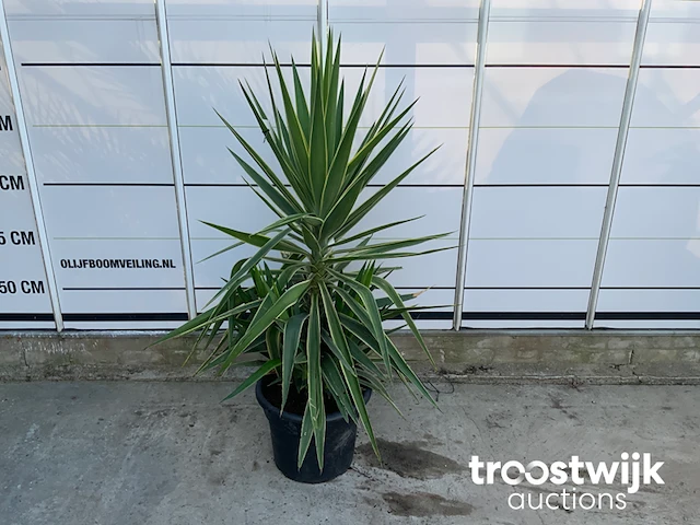 Yucca puck - afbeelding 3 van  5
