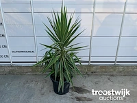Yucca puck - afbeelding 3 van  5