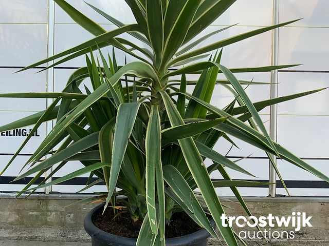 Yucca puck - afbeelding 4 van  5