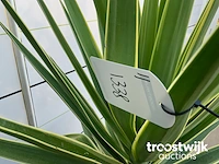 Yucca puck - afbeelding 5 van  5